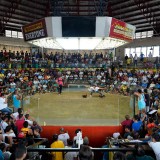 Cockfighting-Cebu-05