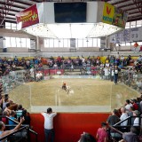 Cockfighting-Cebu-06
