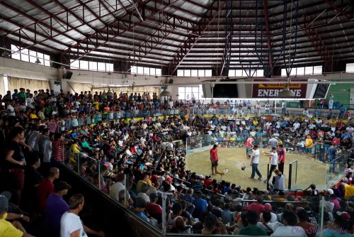 Cockfighting-Cebu-08.jpg